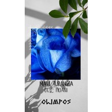 Olimpos Tarım Açık Kök Mavi Turanza Gül Fidani