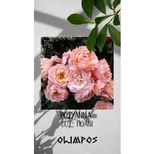 Olimpos Tarım 9 Adet Açık Kök Polyanna Gül Fidanı