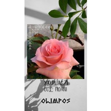 Olimpos Tarım 9 Adet Açık Kök Gül Fidanı Yavru Ağzı Saksılı Kokulu Yediveren