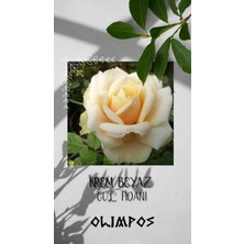 Olimpos Tarım 10 Adet Açık Kök Gül Fidanı Krem Beyazı Aşılı Gül Fidan Kokulu Yediveren Sarmaşık