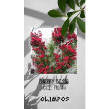 Olimpos Tarım 10 Adet Açık Kök Cherry Belle Gül Fidanı