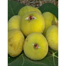 Çermik Fidancılık 4 Adet Sarı Lop Incir Fidanı