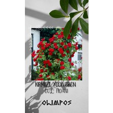 Olimpos Tarım 8 Adet Açık Kök Kırmızı Yediveren Sarmaşık Gül Fidanı