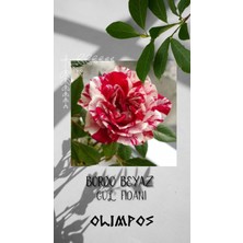 Olimpos Tarım 1 Adet Açık Kök Gül Fidanı ( Bordo Beyaz Renk ) Sarmaşık Kokulu