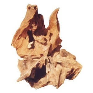 Kw Zone Mango Kökü 20 - 30 cm ( M )