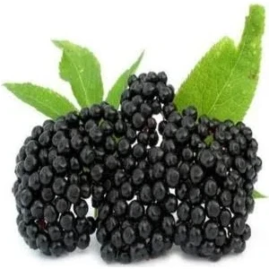 Peyzaj Yağmur Şifalı Kara Mürver Fidanı (Saksılı)