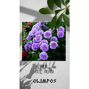 Olimpos Tarım 1 Adet Açık Kök Gül Fidanı Mor Aşılı Gül Fidanı Kokulu Yediveren