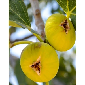 Çermik Fidancılık 2 Adet Sarı Lop Incir Fidanı