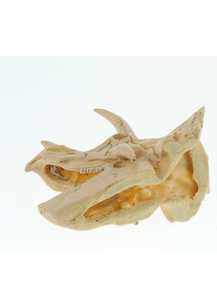 Sürüngen Terraryum Dekor Vivarium Süsleme Örümcek Mağara Reçine Kafatası Triceratops (Yurt Dışından) fırsatları