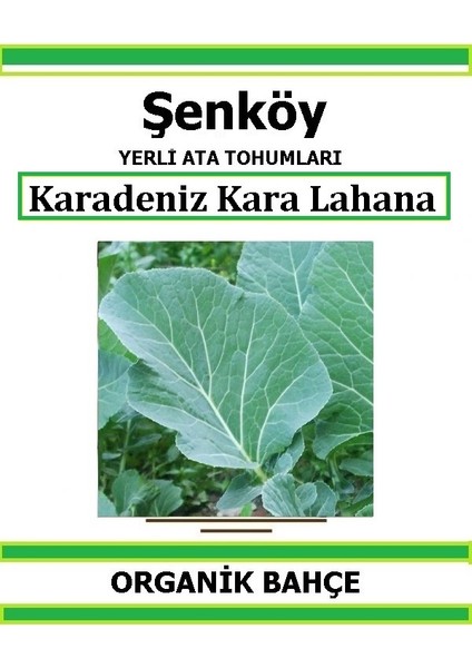 Yerli Karalahana Tohumu Doğal Ata Kara Lahana Tohum Pakette 5 gr Tohum + Hediye Sebze Tohumu