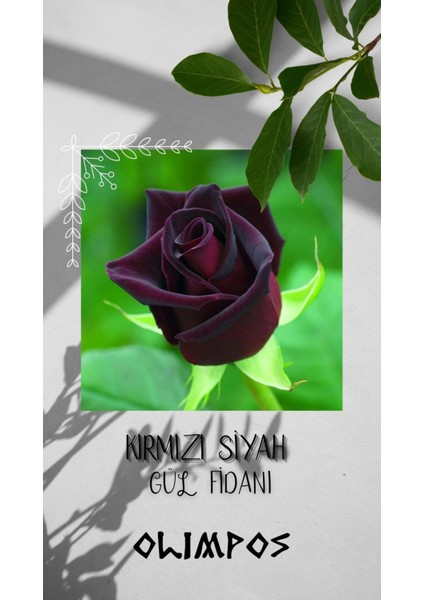 Açık Kök Kırmızı Siyah Gül Fidani