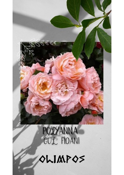 1 Adet Açık Kök Polyanna Gül Fidanı