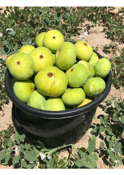 Sarı Lop Incir Fidanı