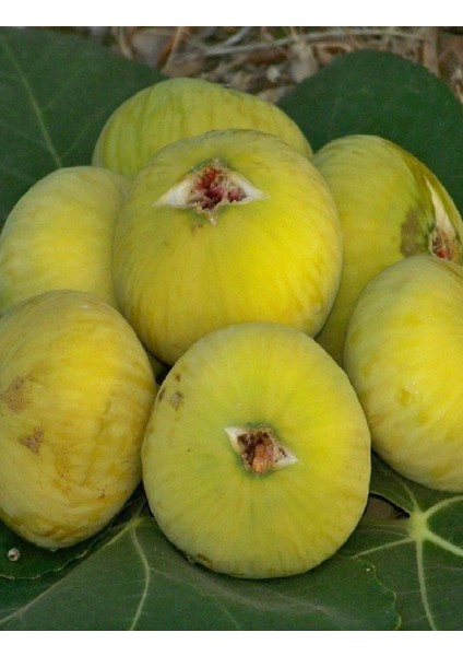 5 Adet Sarı Lop Incir Fidanı