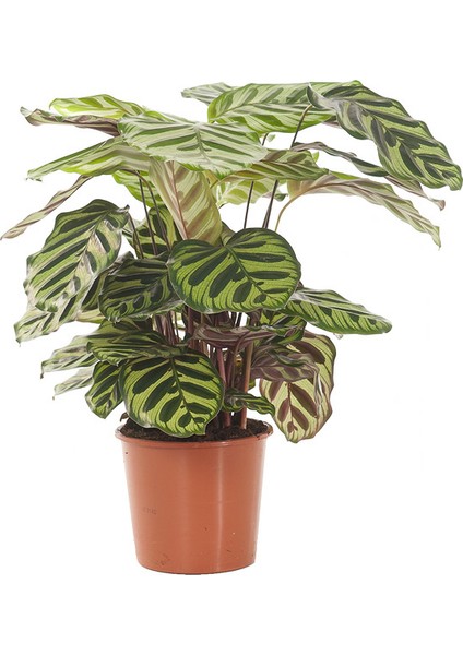 Kalatya-Calathea Makoyana-Ithal 60-80 cm