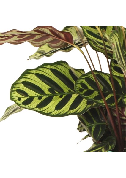 Kalatya-Calathea Makoyana-Ithal 60-80 cm fiyatları