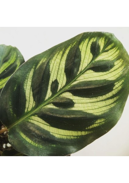 Kalatya-Calathea Makoyana-Ithal 60-80 cm modelleri