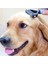 Evcil Hayvan Bakım Tarağı Ergonomik Tasarım Yüzen Saçları Kaldır Kedi Köpek Saç Çıkarıcı Pet (Yurt Dışından) 2