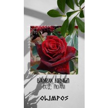 Olimpos Tarım 3 Adet Açık Kök Gül Fidanı Bayrak Kırmızı Aşılı Gül Fidanı Kokulu Yediveren Sarmaşık