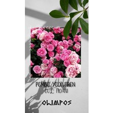 Olimpos Tarım 7 Adet Açık Kök Pembe Gül Fidanı ( Yediveren )