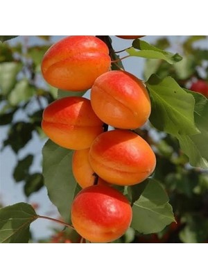 Perfect Red Kayısı