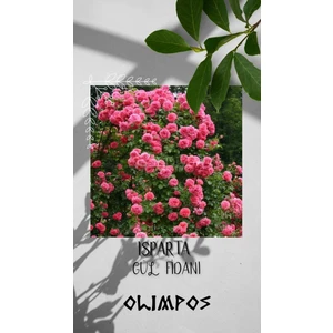 Olimpos Tarım 1 Adet Açık Kök Sarmaşık Gül Fidanı Isparta Gülü Rosa Rampicanti