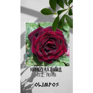 Olimpos Tarım 1 Adet Açık Kök Yediveren Kırmızı Katmerli Sarmaşık Gül Fidanı