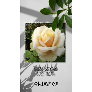 Olimpos Tarım 3 Adet Açık Kök Gül Fidanı Krem Beyazı Aşılı Gül Fidanı Kokulu Yediveren Sarmaşık