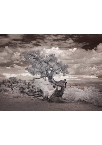 Duvar Kağıdı Yaşlı Ağaç modelleri