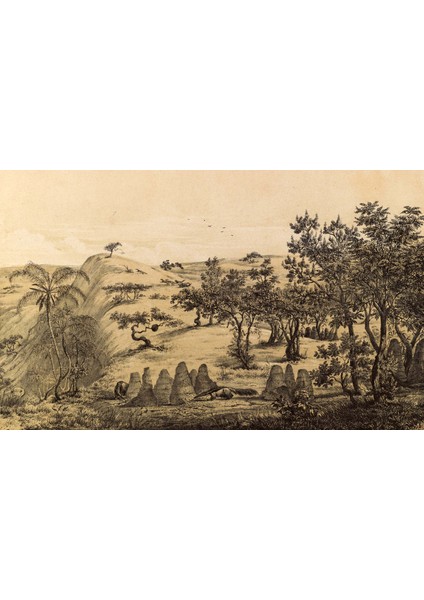 Dekoros tek Parça Doğa Çizimi Orman ve Dağ Poster Duvar Kağıtları fırsatları