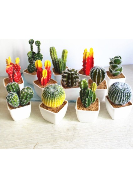 Karışık Kaktüs Bitkileri Çiçeği Tohumu 100 Tohum fiyatları