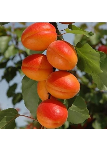 Perfect Red Kayısı