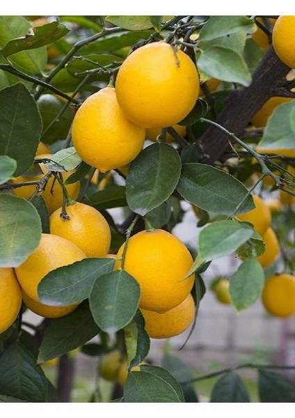 2 Çeşit Karışık Meyve Fidanı Mandalina ve Limon