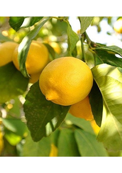 4 Adet Tüplü Mayer Limon Fidanı