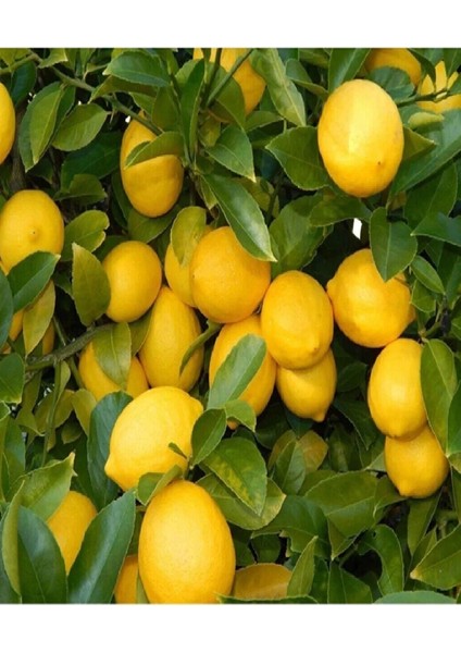 4 Adet Tüplü Mayer Limon Fidanı