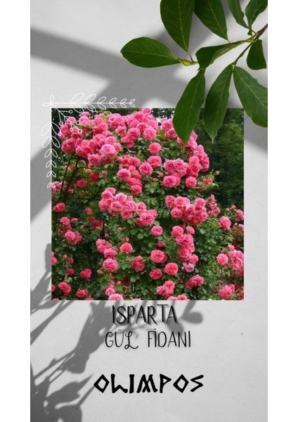 1 Adet Açık Kök Sarmaşık Gül Fidanı Isparta Gülü Rosa Rampicanti