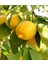 4 Adet Tüplü Mayer Limon Fidanı 1