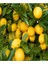 5 Adet Tüplü Mayer Limon Fidanı 4
