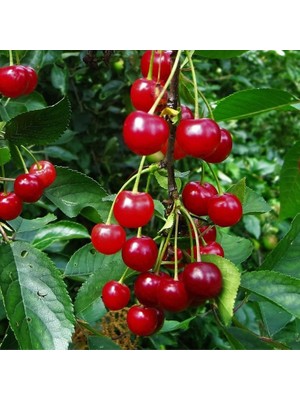 6 Yaş Aşılı Kütahya Vişne Fidanı | Rootball