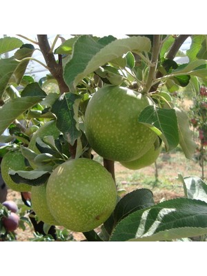 6 Yaş Aşılı Granny Smith Elma Fidanı | Rootball