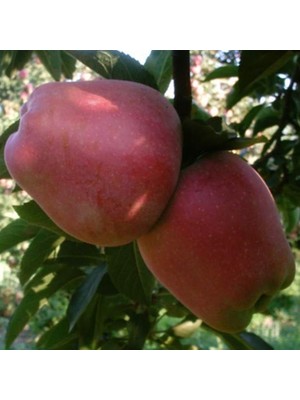 6 Yaş Aşılı Starkrimson Delicious Elma Fidanı | Rootball