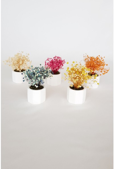 Adresi Burası Beton Saksıda Cipso Masa Çiçeği 5 Li Set