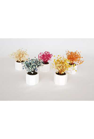 Adresi Burası Beton Saksıda Cipso Masa Çiçeği 5 Li Set