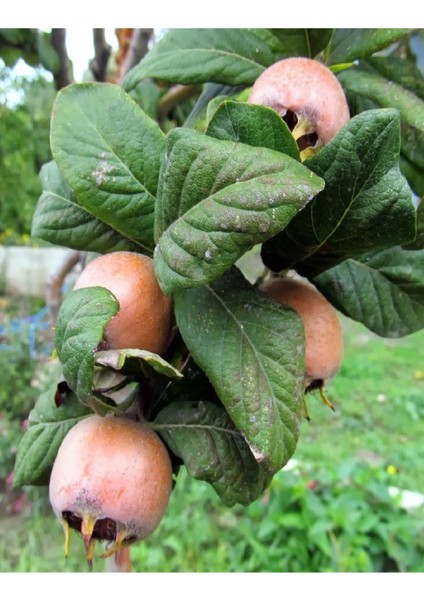 Aşılı Döngel Muşmula Fidanı fırsatları