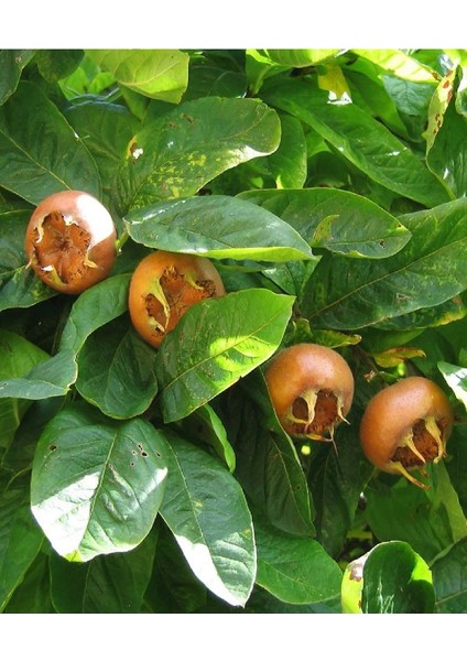 2 Adet Aşılı Döngel Muşmula Fidanı