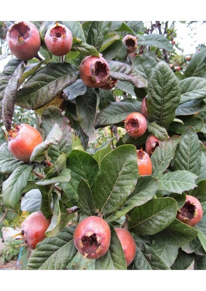 2 Adet Aşılı Döngel Muşmula Fidanı fiyatları