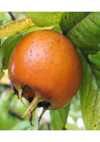 2 Adet Aşılı Döngel Muşmula Fidanı fırsatları