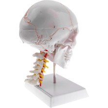 Meetsue Insan Kafatası Modeli Replicas Lifesize | Boyun ve Servikal Omur ile Kafa Iskelet Modeli | Süs (Yurt Dışından)