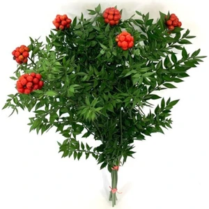 Çanakkale Flowers Kokina- Yılbaşı Çiçeği