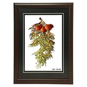 Özcanlar Çerçeve Hediyelik Çerçeve Ev Home Ofis Kişiye Özel Resim Çerçevesi Masaüstü 25X38